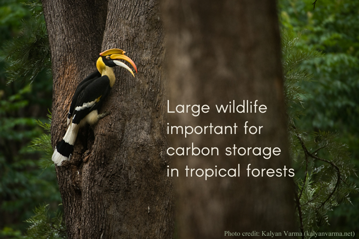 Large wildlife important for carbon storage in tropical forests