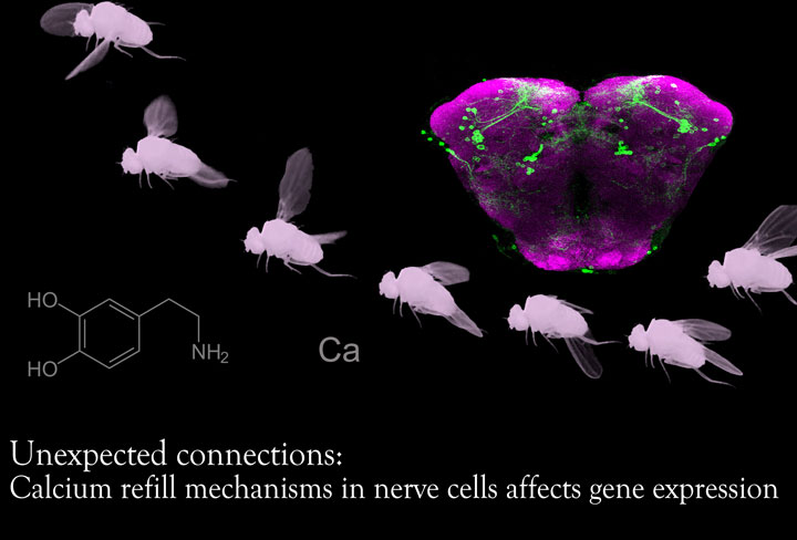 Unexpected connections: Calcium refill mechanisms in nerve cells affects gene expression