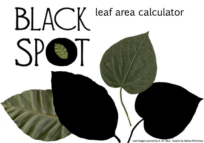 Black Spot