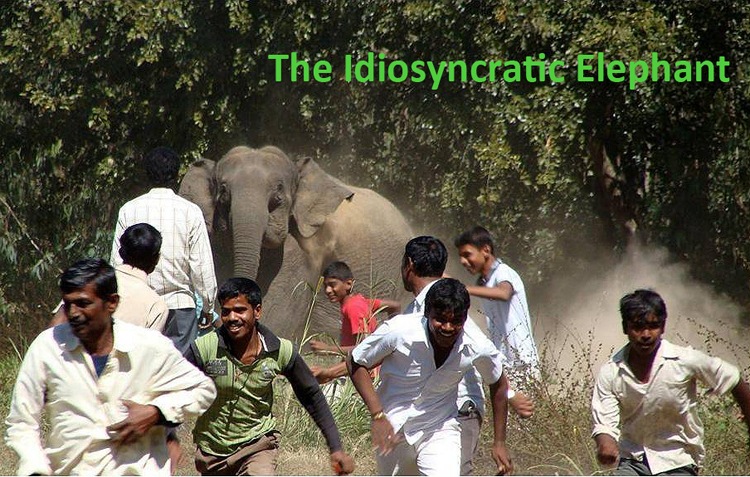 Idiosyncratic Elephant