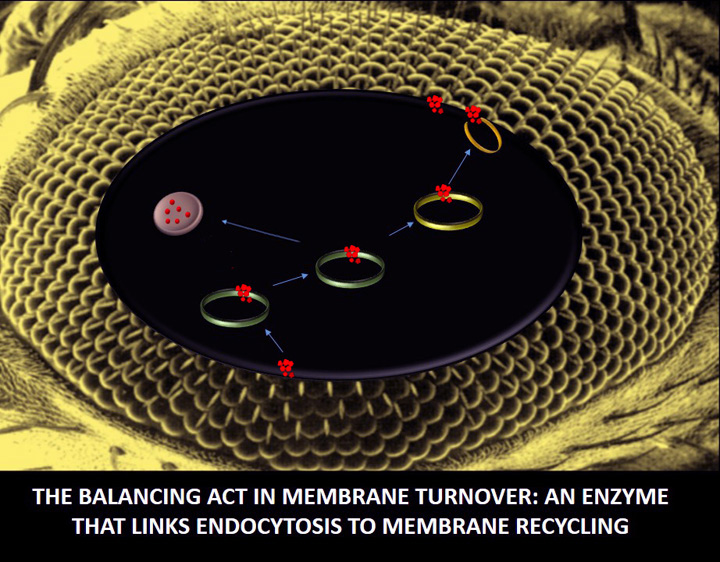 The balancing act in membrane turnover