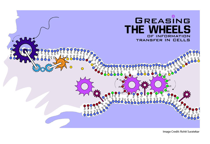 Greasing the wheels of information transfer in cells