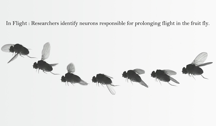 In Flight: Researchers identify neurons responsible for prolonging flight in the fruit fly.
