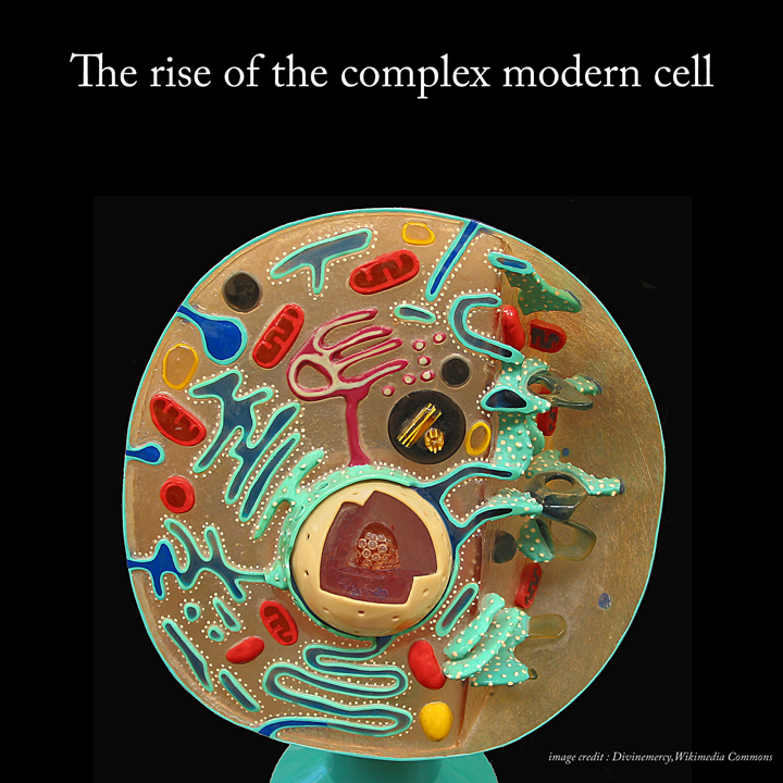 The rise of the complex modern cell 
