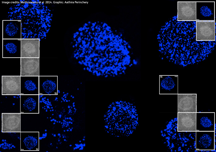 Blue flourescence lights way to easier stem cell biology