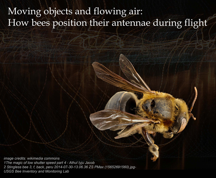 Moving objects and flowing air: How bees position their antennae during flight