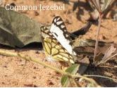 Common Jezebel