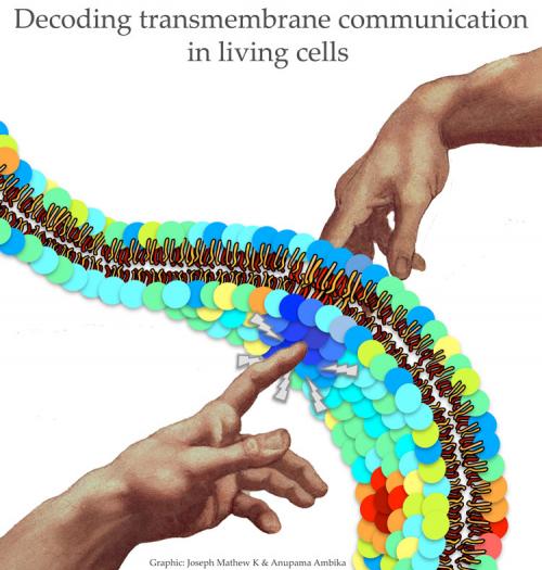 Decoding transmembrane communication in living cells