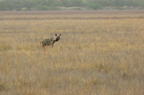 Striped Hyena. Photo courtesy: D Karnad