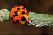 Lady Beetle feeds on aphids