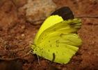 Three-Spotted Grass Yellow