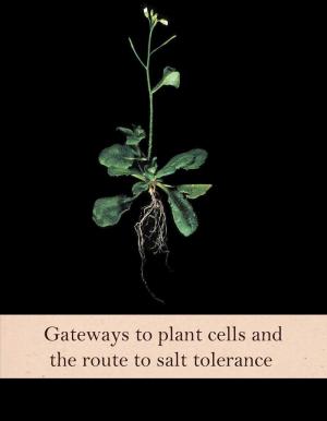 Gateways to plant cells and the route to salt tolerance