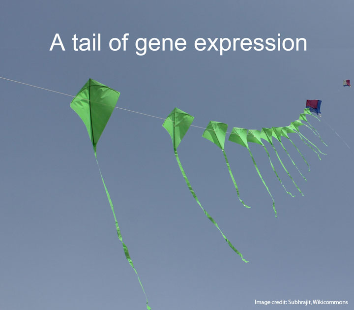 A tail of gene expression