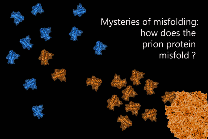 Mysteries of misfolding: how does the prion protein misfold?
