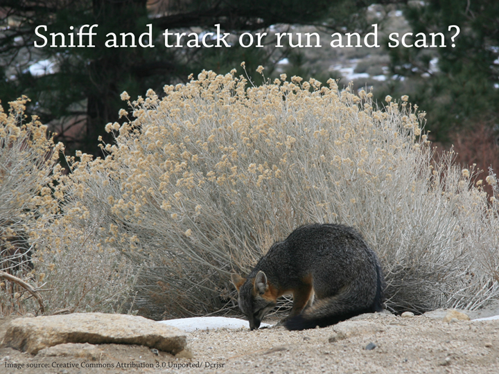 Sniff and track or run and scan?
