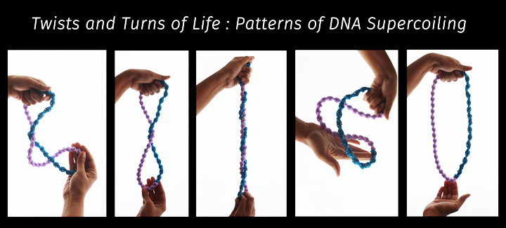Twists and turns of life: patterns of DNA supercoiling