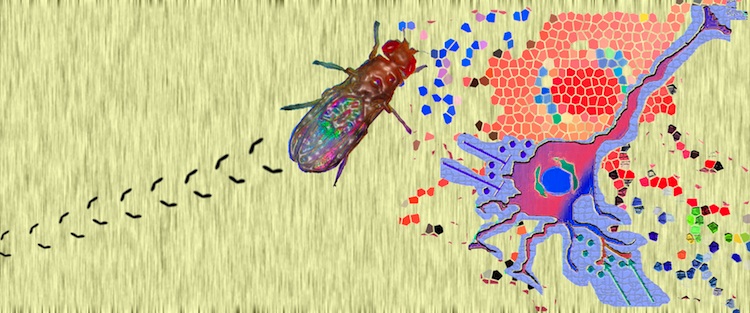 Drosophila Drosophila