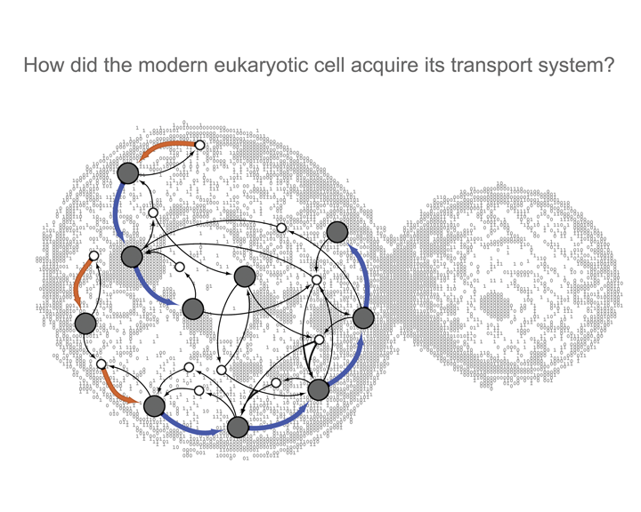 How did the modern eukaryotic cell acquire its transport system?