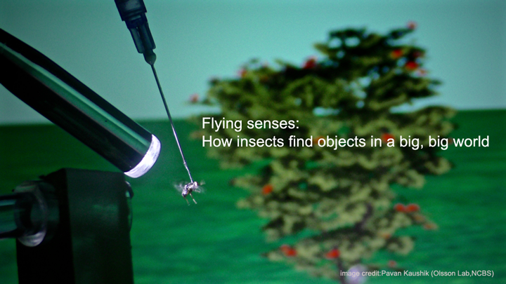 Flying senses: How insects find objects in a big, big world