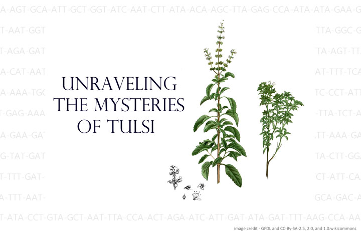 Unraveling the mysteries of Tulsi