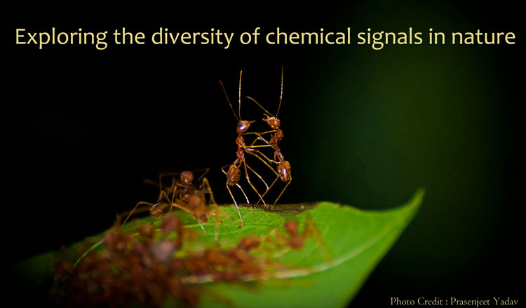 Exploring the diversity of chemical signals in nature