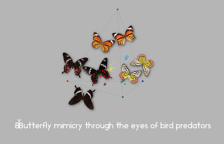 Butterfly mimicry through the eyes of bird predators