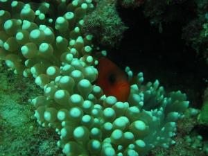Andamans Coral Dweller