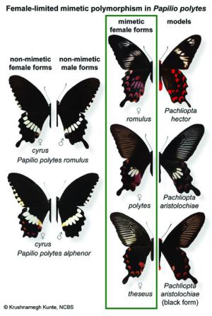 Papilio polytes