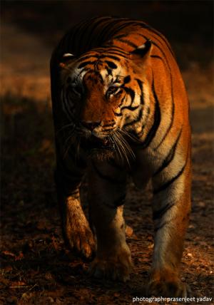 Tiger tiger burning bright