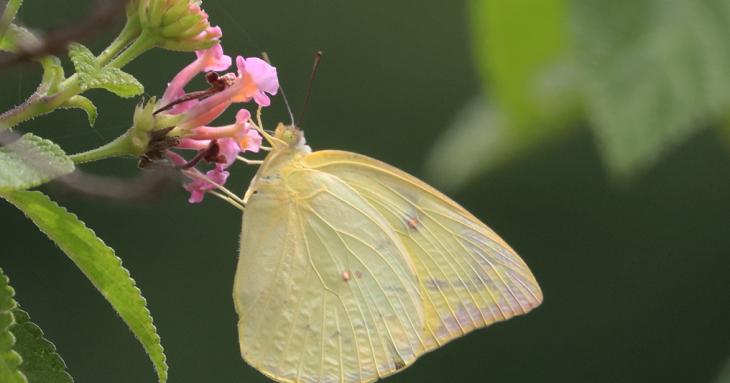 NEW APPROACHES FOR BUTTERFLY POPULATION MONITORING