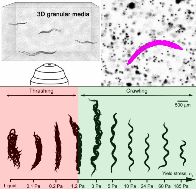 When worms go with the flow of physics