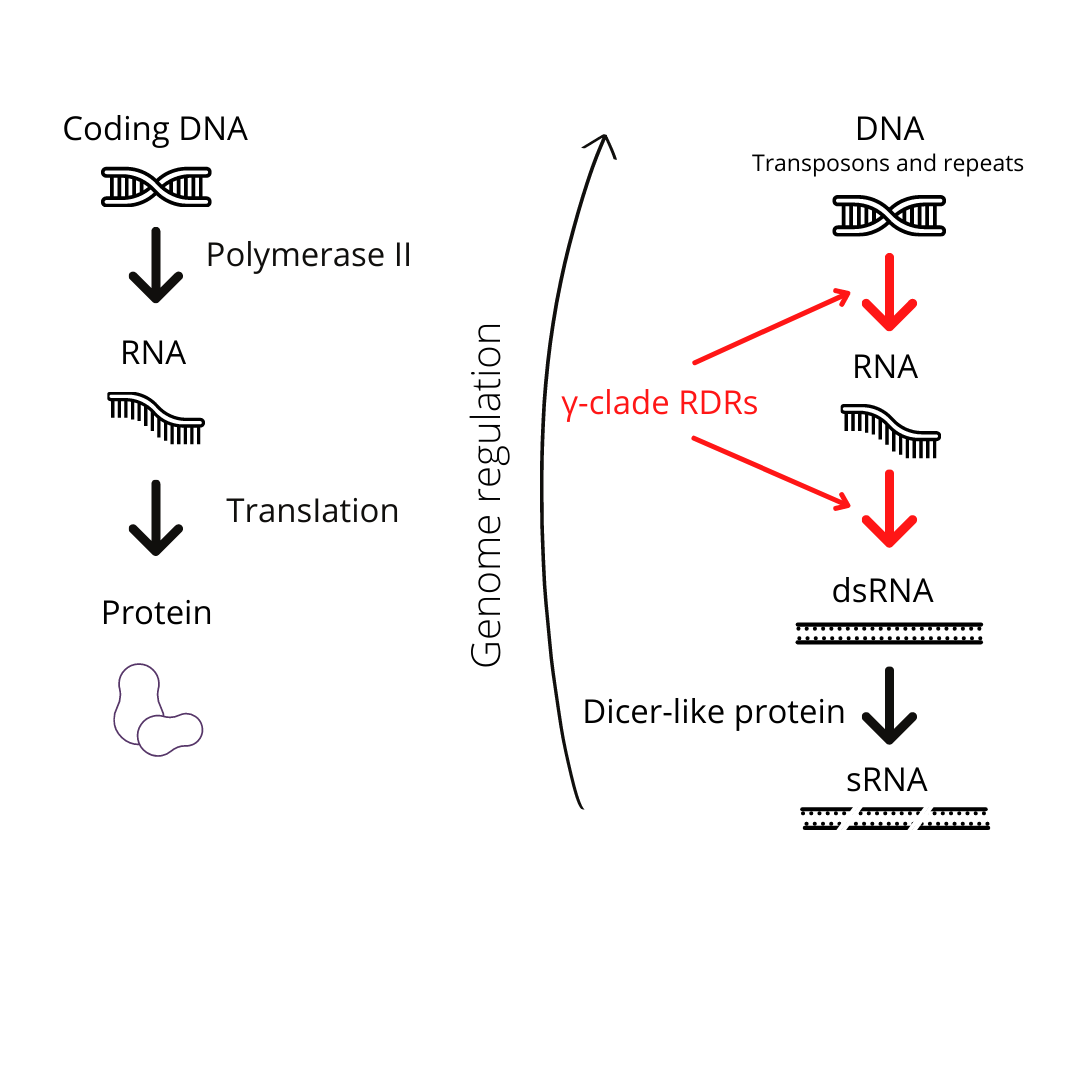 Gamma-clade RDRs: New players in plant genome regulation