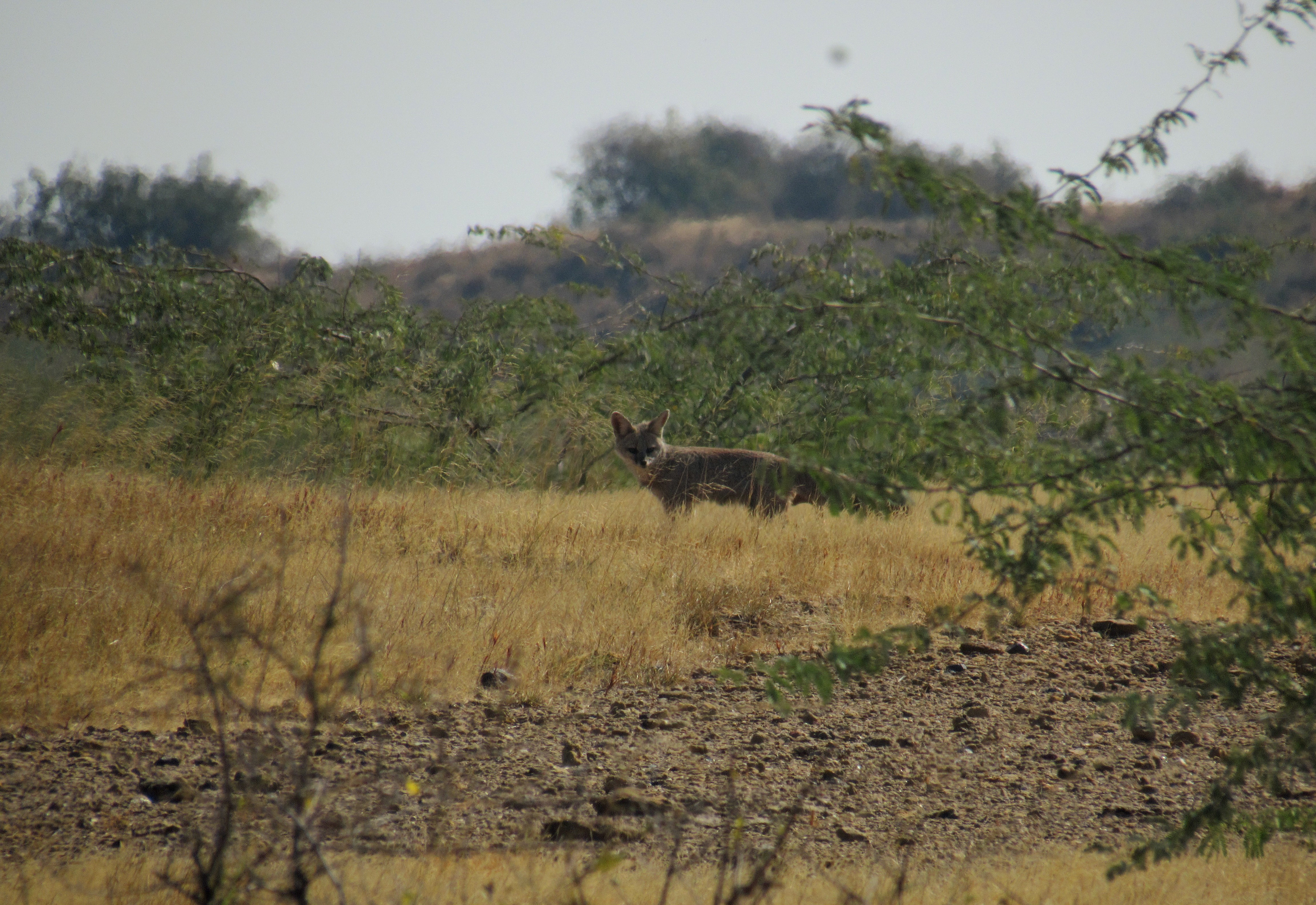 Shrinking savannas are reshaping interactions among carnivores in western India