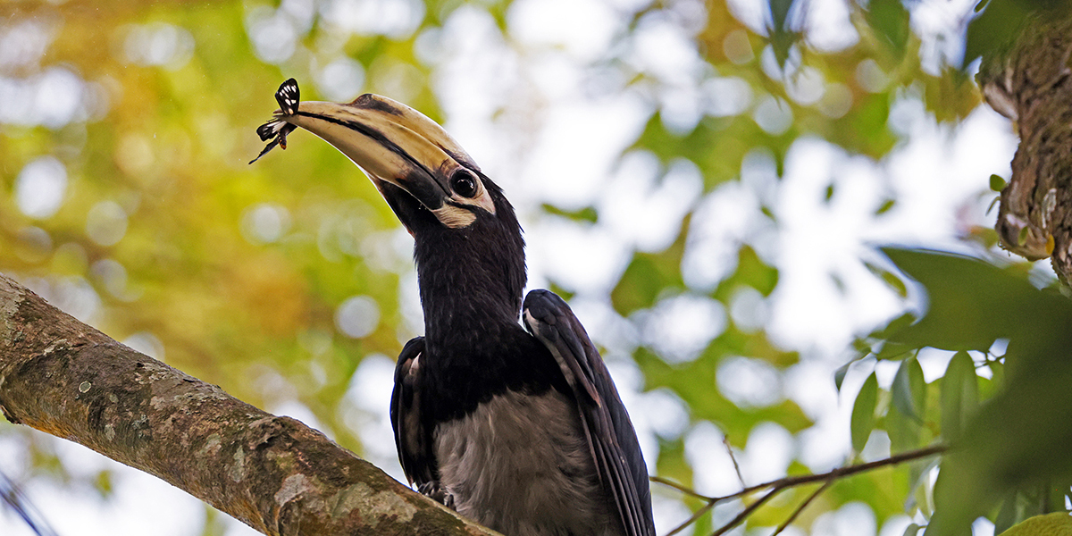 Ecological Factors Determine The Evolution of Antipredator Strategies of Animals