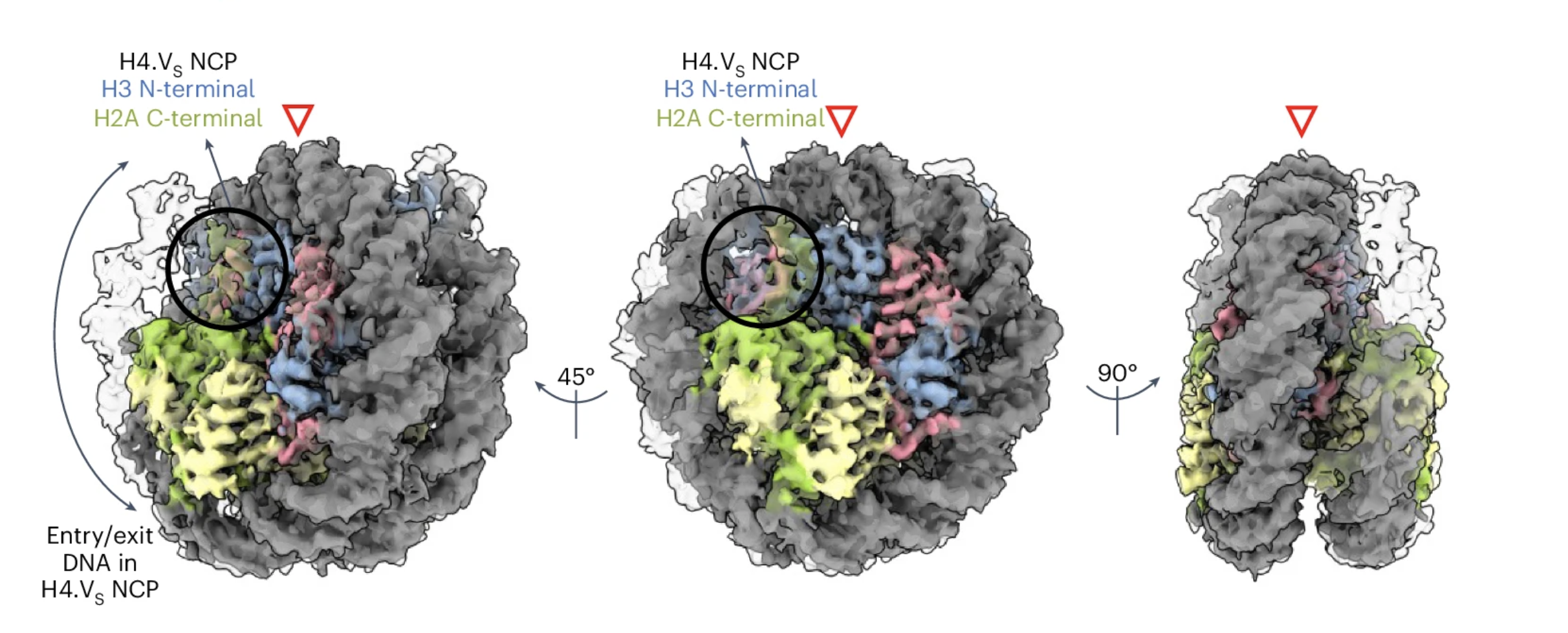 Newly discovered histone variant provides resilience to rice plants against salt stress