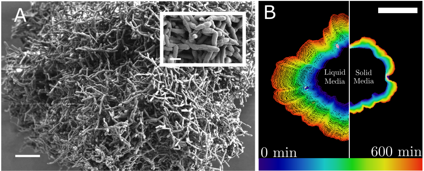 Primitive multicellular clusters used metabolically driven flows for exponential growth