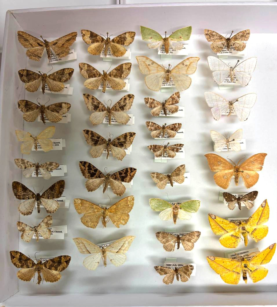 Same traits, different species: what Himalayan moths reveal about mountain ecosystems