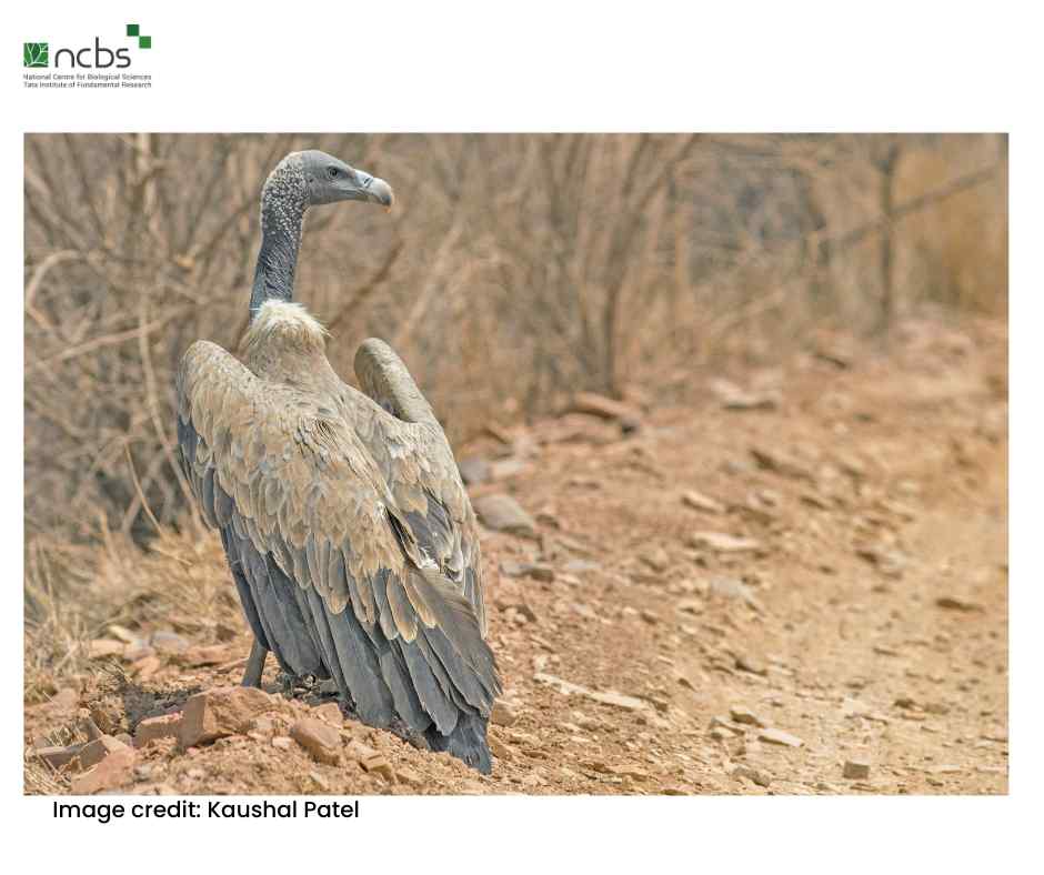 Understanding Endangered Vulture Diets: Implications for Conservation Strategies