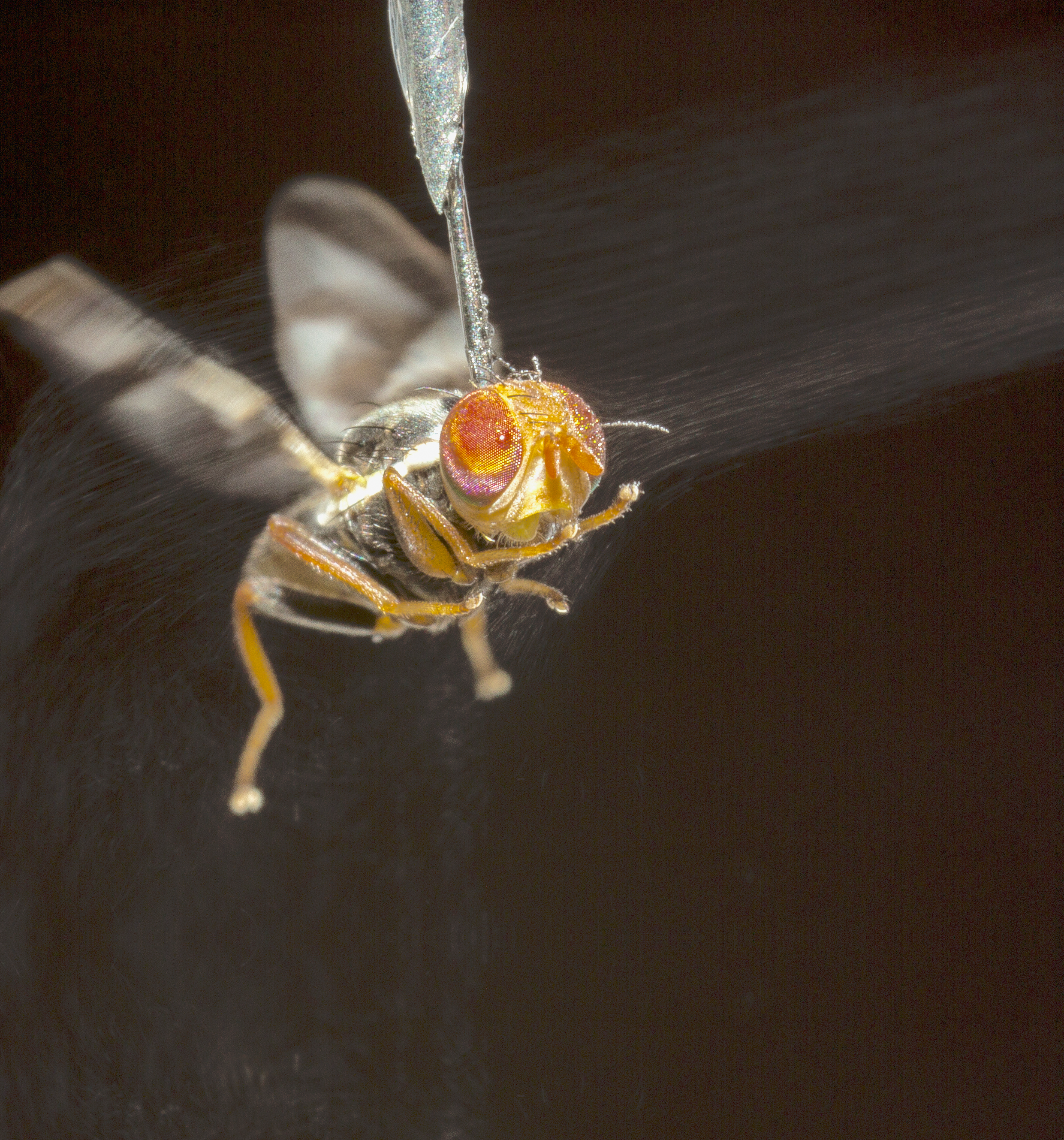 Insect virtual reality: What it’s really like to be the fly on the wall