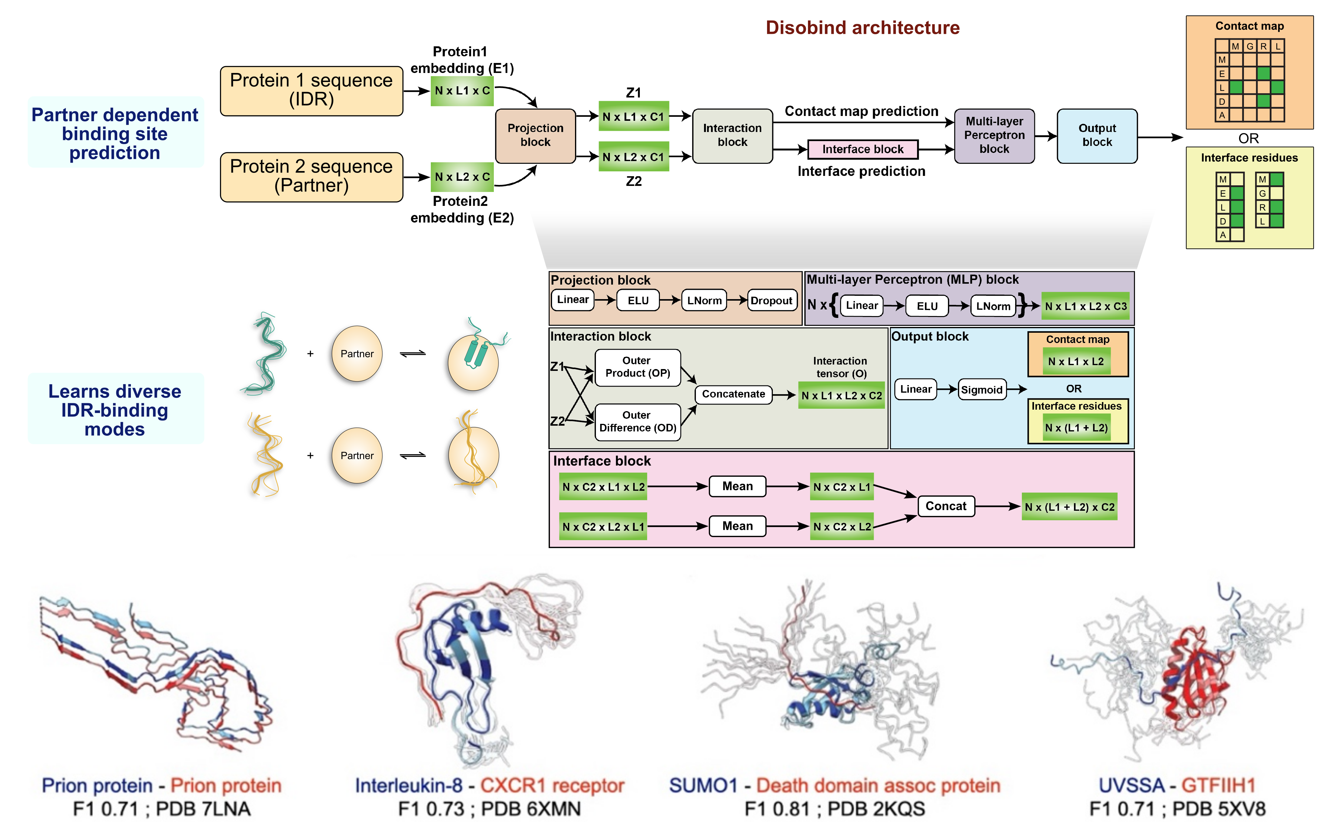 How scientists predict what shapeless proteins do