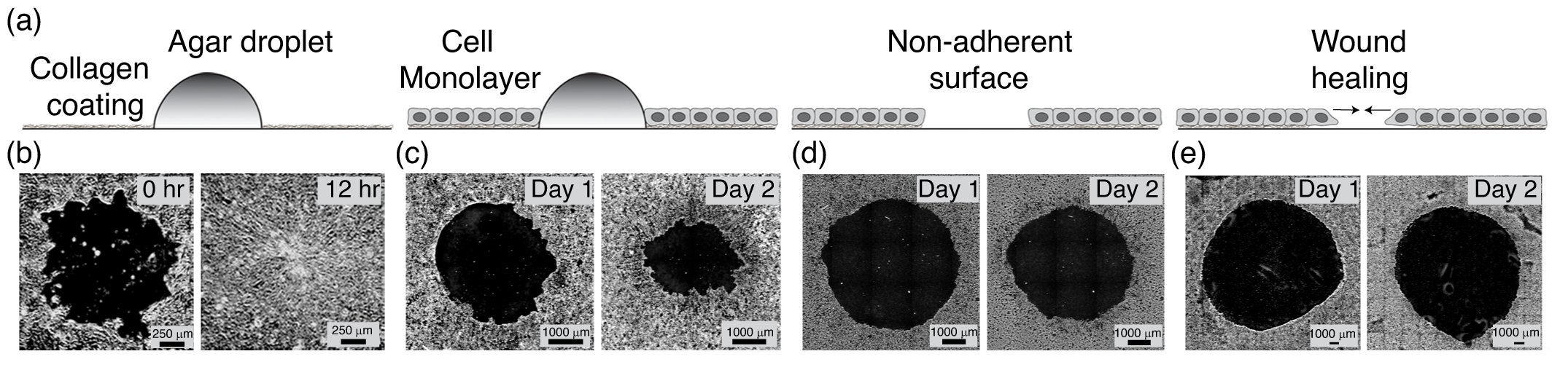 Geometry and Mechanics of Wounded Tissue Determine Healing Outcomes