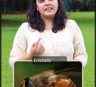 Can Himalayan Flowers and Flies Survive a Warming World? | STUDENT SPOTLIGHT ft. Gauri Gharpure