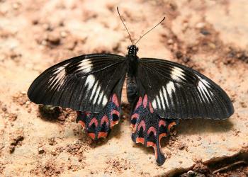 Butterflies hid secrets of species evolution behind their mimicry