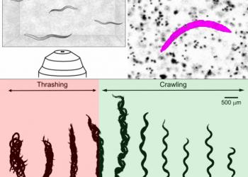 When worms go with the flow of physics