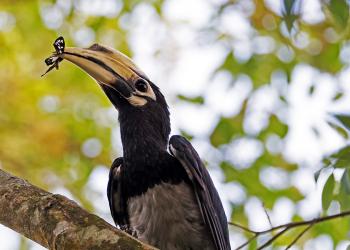 Ecological Factors Determine The Evolution of Antipredator Strategies of Animals