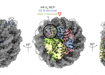 Newly discovered histone variant provides resilience to rice plants against salt stress