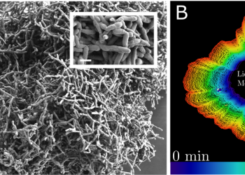 Primitive multicellular clusters used metabolically driven flows for exponential growth