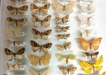 Same traits, different species: what Himalayan moths reveal about mountain ecosystems