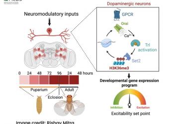 Research reveals how regulated calcium entry changes the key properties of brain cells and their functions 