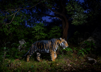NCBS' research on National Geographic: The curious case of the tigers who changed their stripes